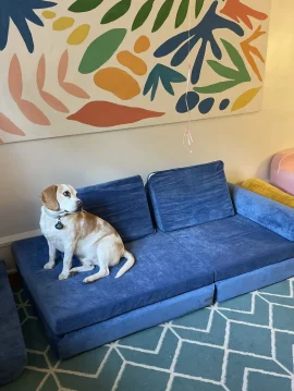 Pets-love-the-brentwood-couch